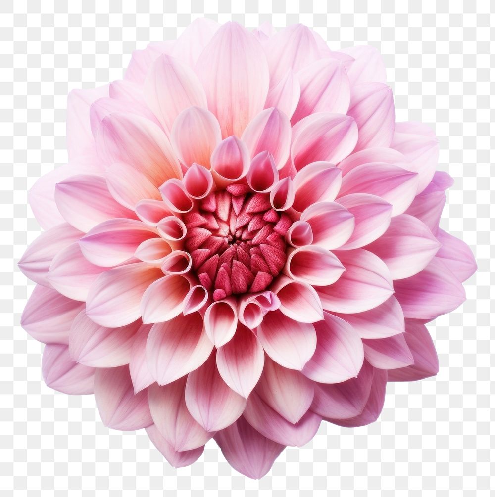 PNG  Flower plain dahlia plant white background. AI generated Image by rawpixel.