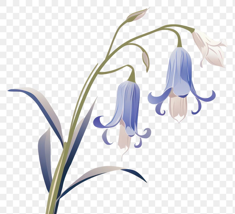 PNG Bluebell flower plant amaryllidaceae inflorescence. AI generated Image by rawpixel.