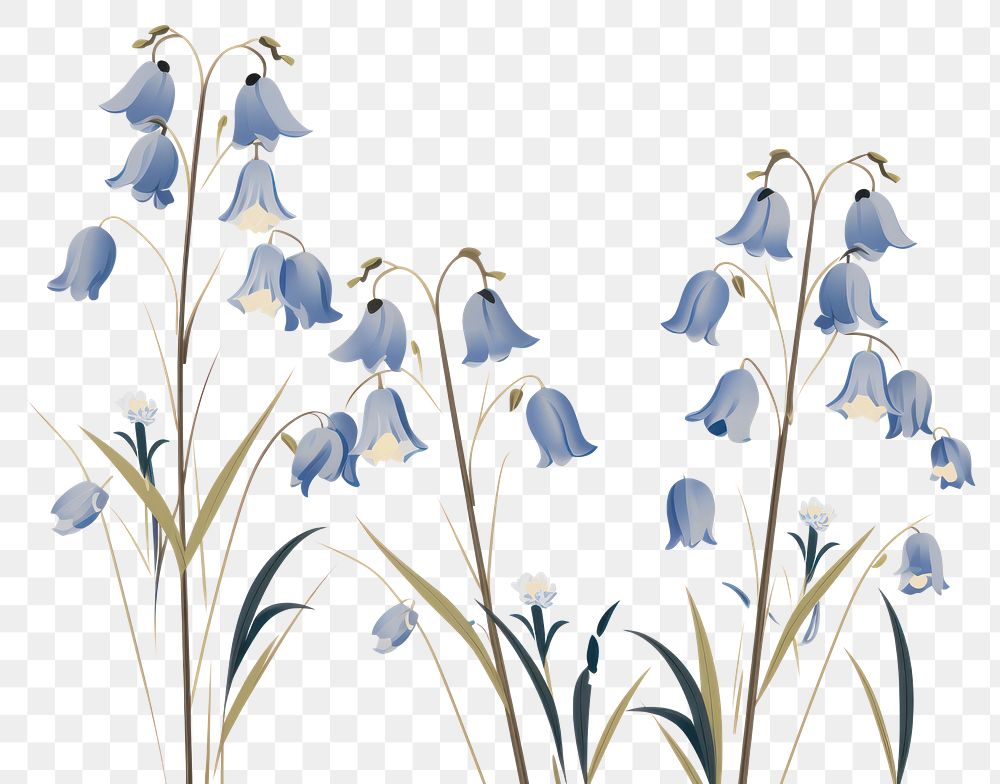 PNG Wild bluebell flowers plant amaryllidaceae freshness. AI generated Image by rawpixel.