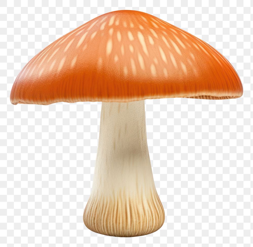 PNG Mushroom fungus agaric plant. 