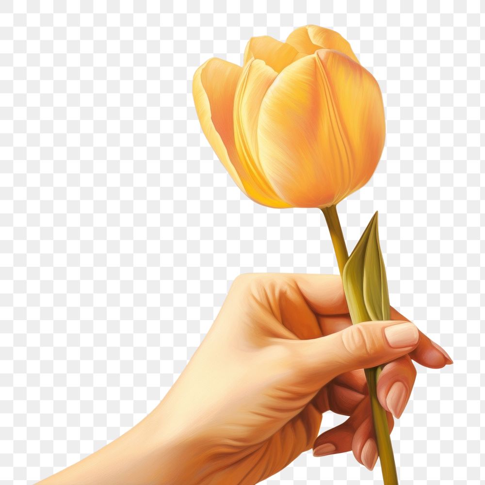 PNG Hand holding a yellow tulip flower female plant adult. AI generated Image by rawpixel.