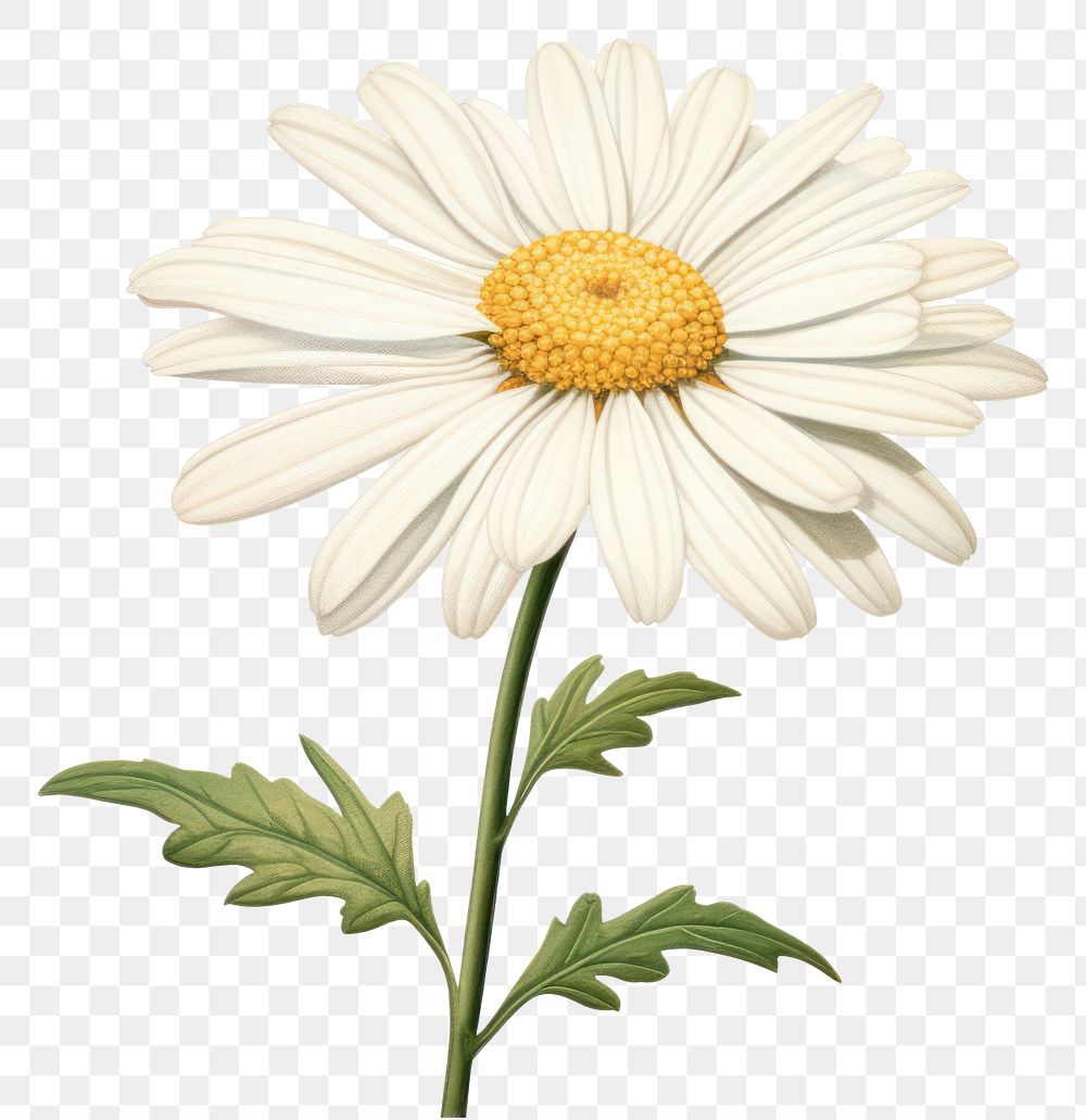 PNG Daisy flower plant white  