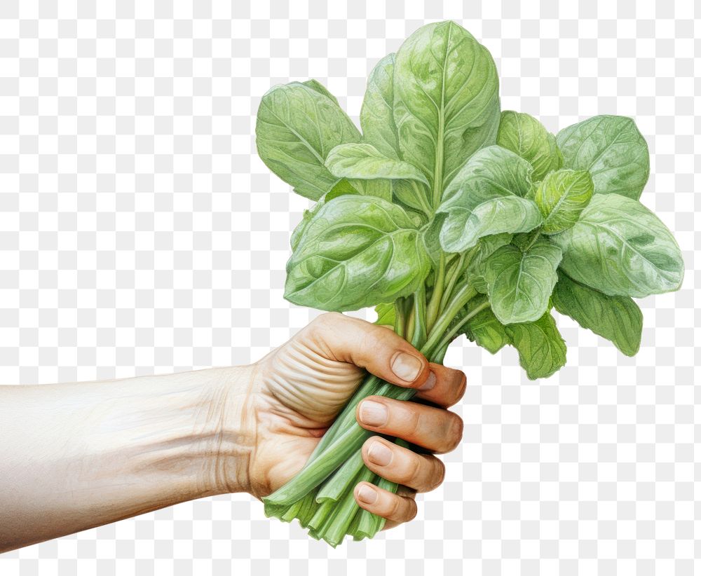 PNG Female gardener vegetable spinach plant. 