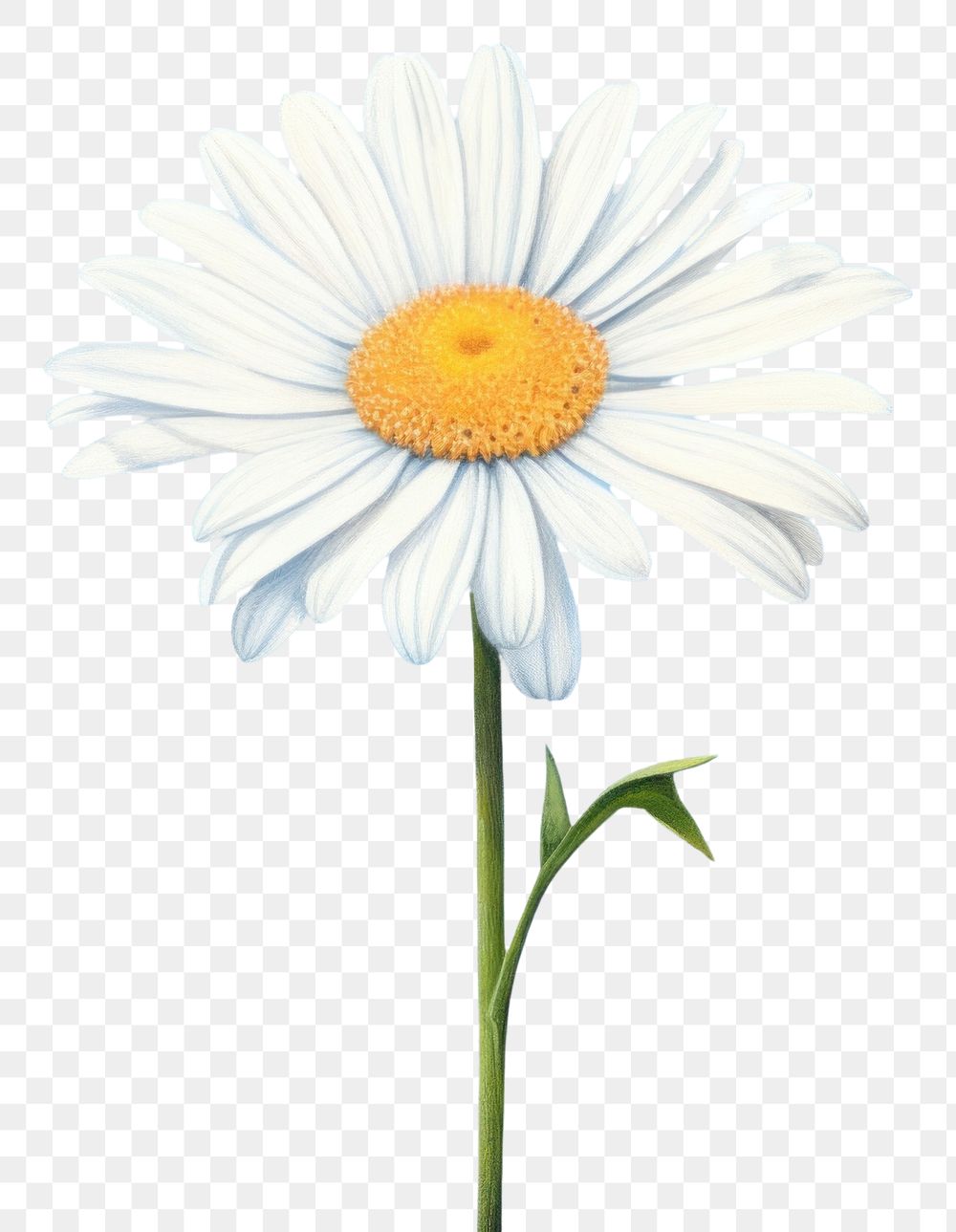 PNG White daisy flower plant blue. AI generated Image by rawpixel.