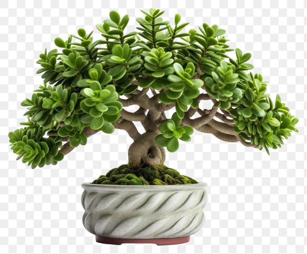 PNG Bonsai plant tree houseplant. AI generated Image by rawpixel.