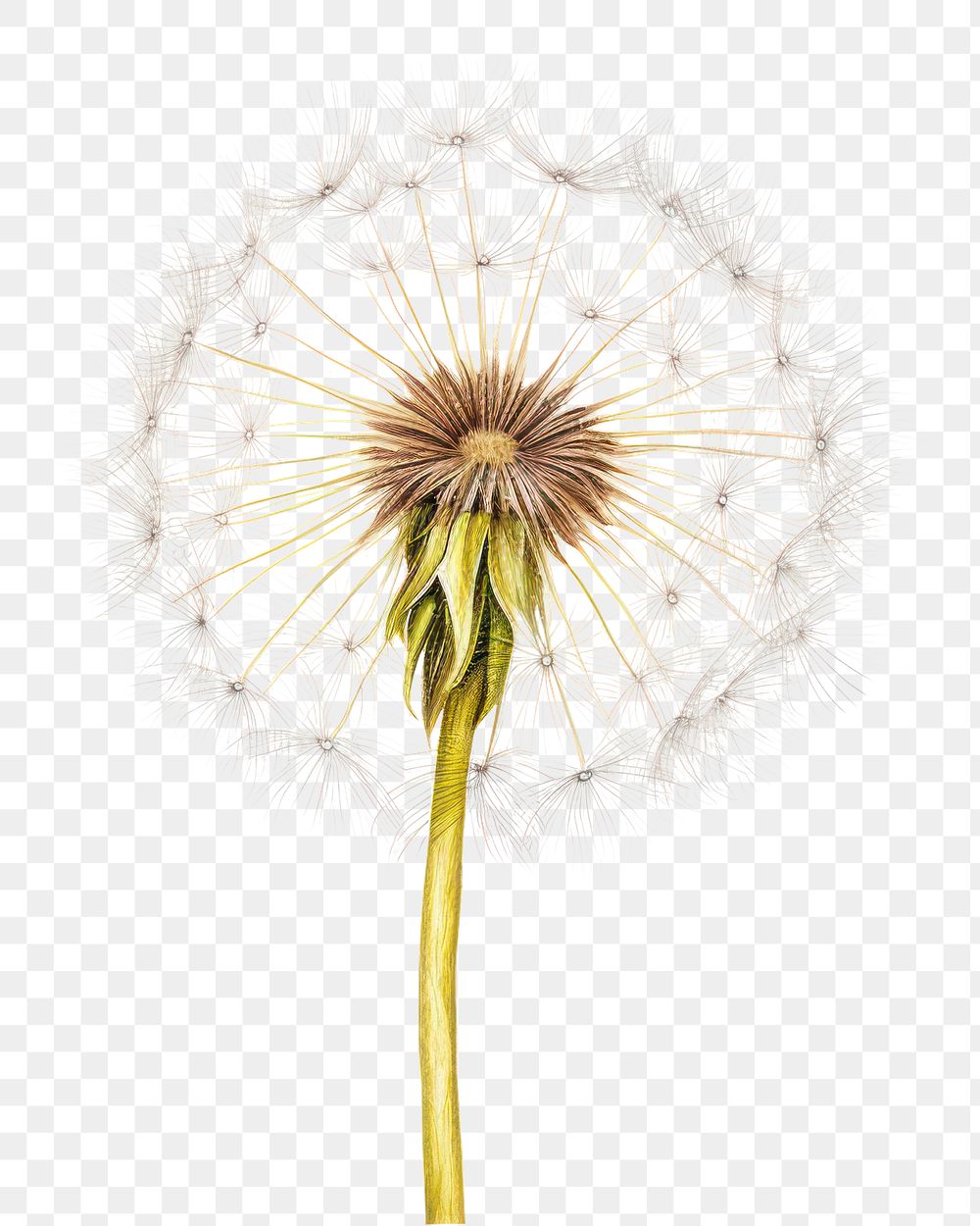 PNG Dandelion flower plant white. AI generated Image by rawpixel.