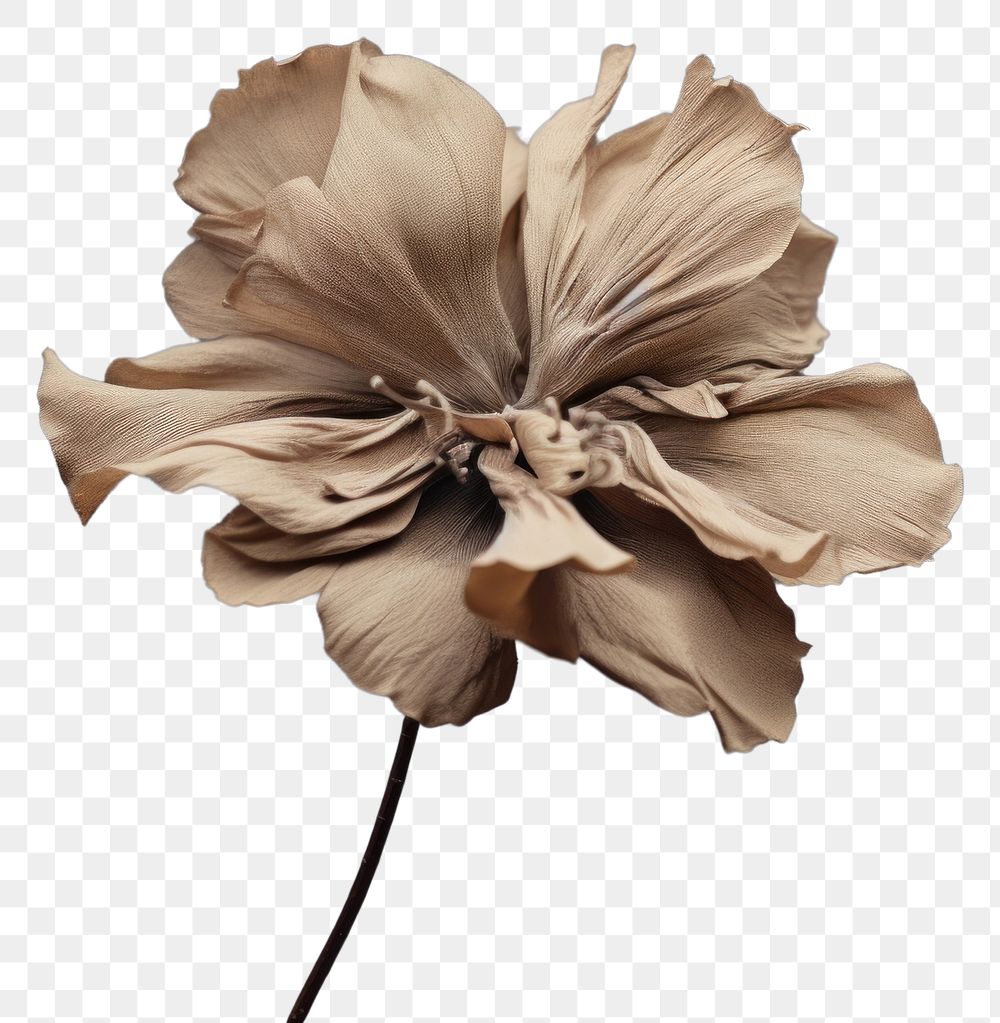 PNG Dried deep taupe color flower petal plant inflorescence. AI generated Image by rawpixel.