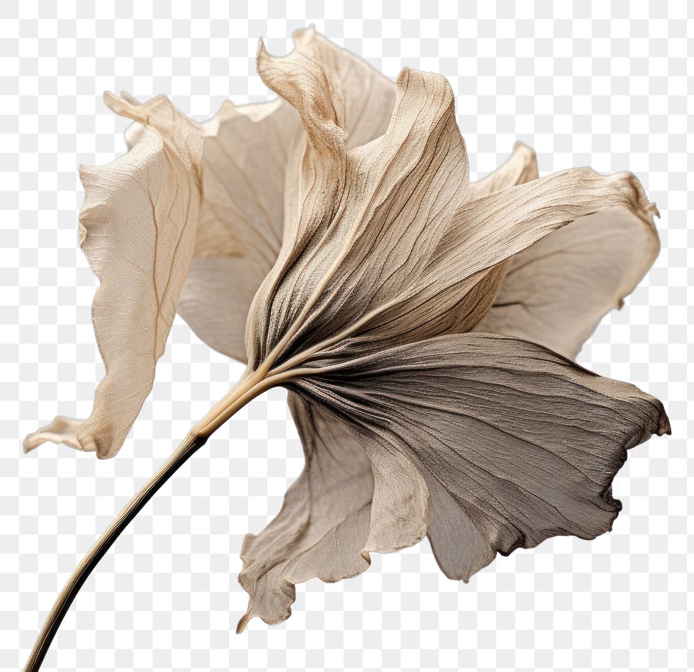 PNG Dried flower petal plant leaf. AI generated Image by rawpixel.