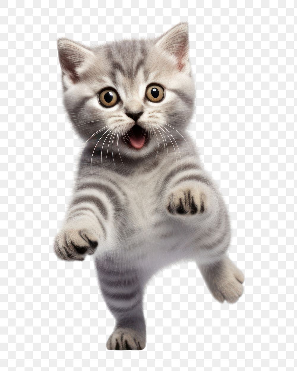 PNG Two scottish shorthair cats mammal animal kitten. AI generated Image by rawpixel.