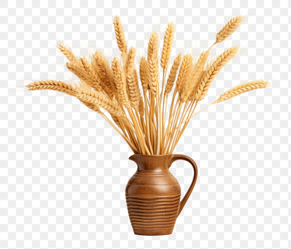 PNG Wheat food vase triticale. 