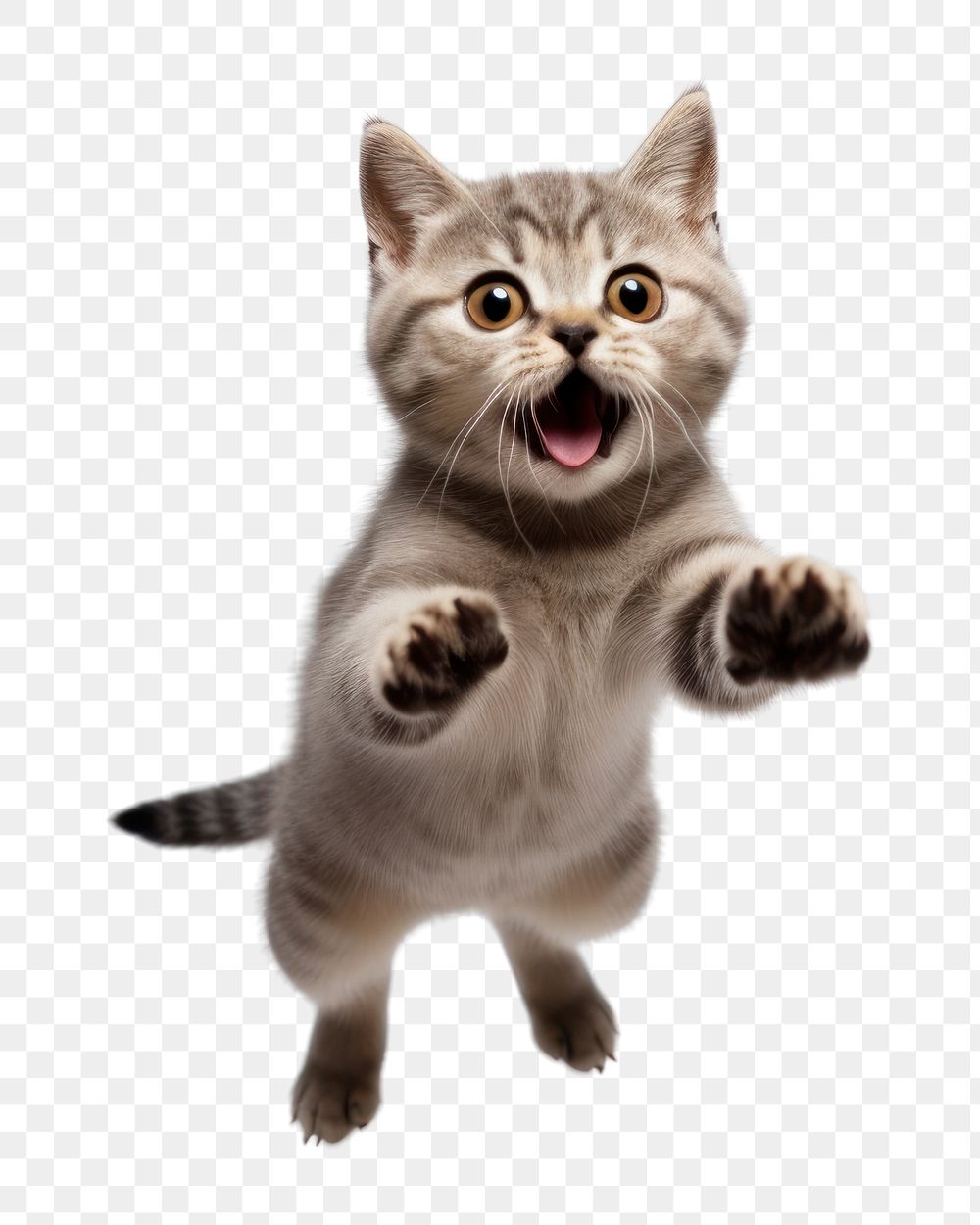 PNG American Short hair cat jumping mammal animal kitten. 