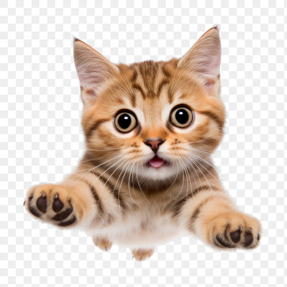 PNG American Short hair jumping mammal animal kitten. AI generated Image by rawpixel.