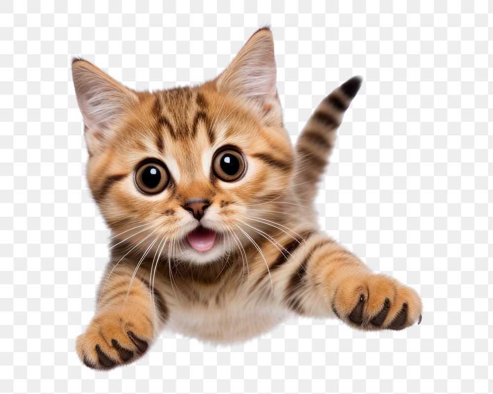 PNG American Short hair jumping animal mammal kitten. AI generated Image by rawpixel.