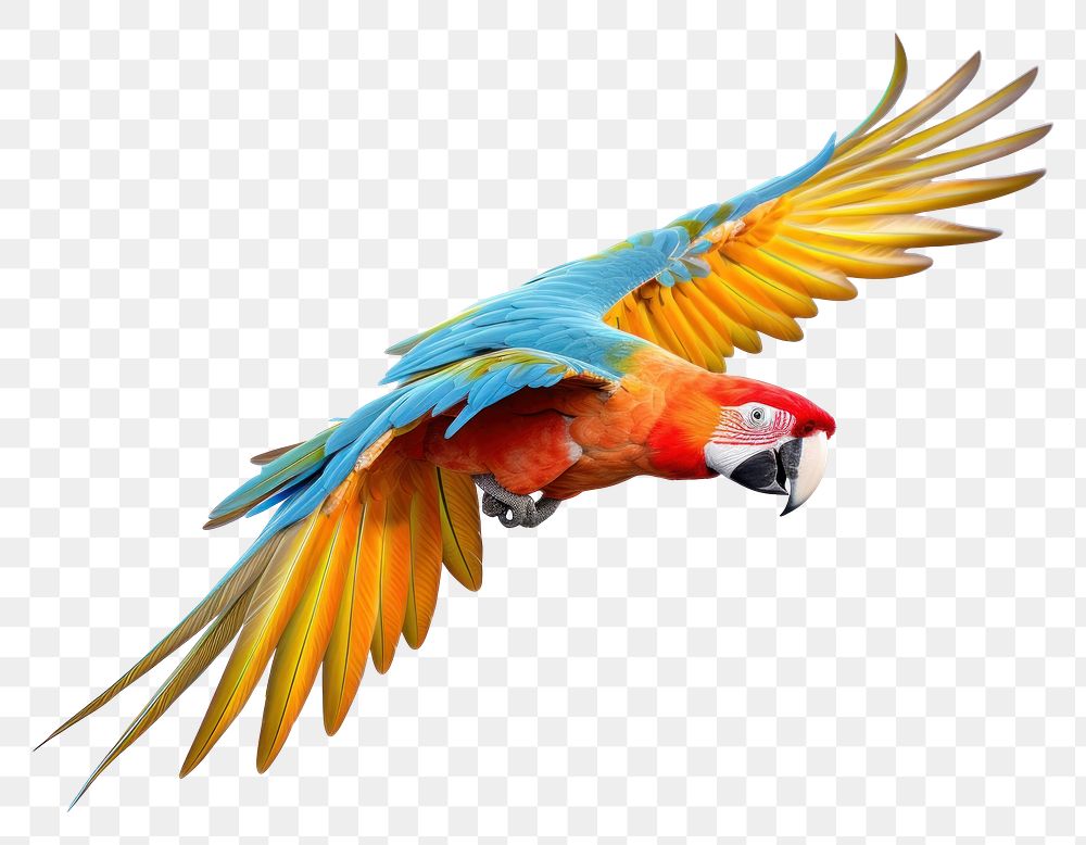 PNG Parrot fly animal macaw bird. AI generated Image by rawpixel.