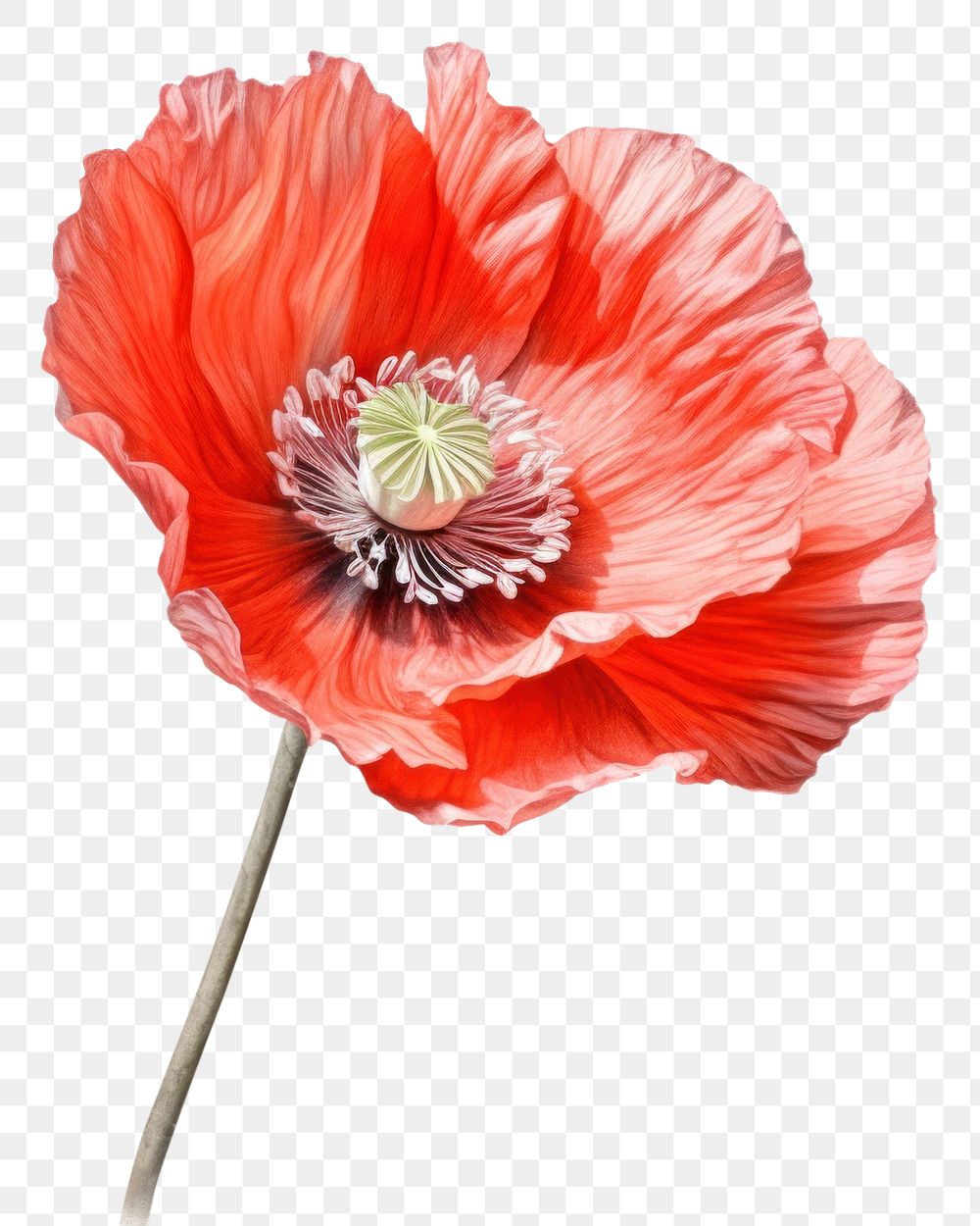 PNG Poppy flower poppy plant. AI generated Image by rawpixel.