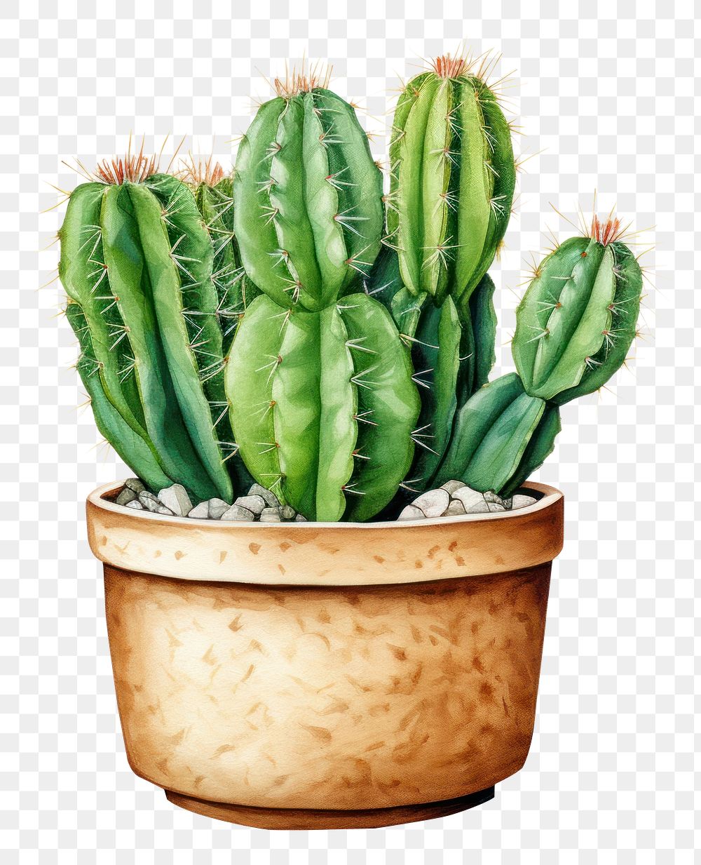 PNG Cactus plant white background houseplant. 