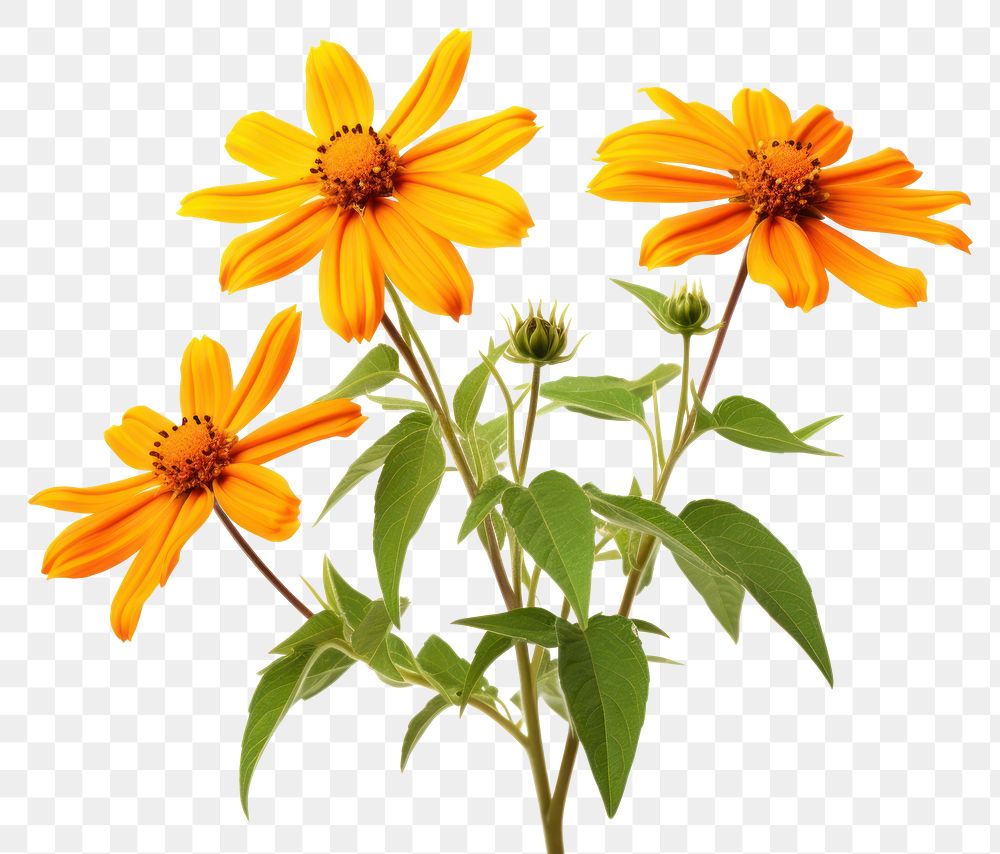 PNG Mexican Sunflower Weed sunflower plant petal. AI generated Image by rawpixel.