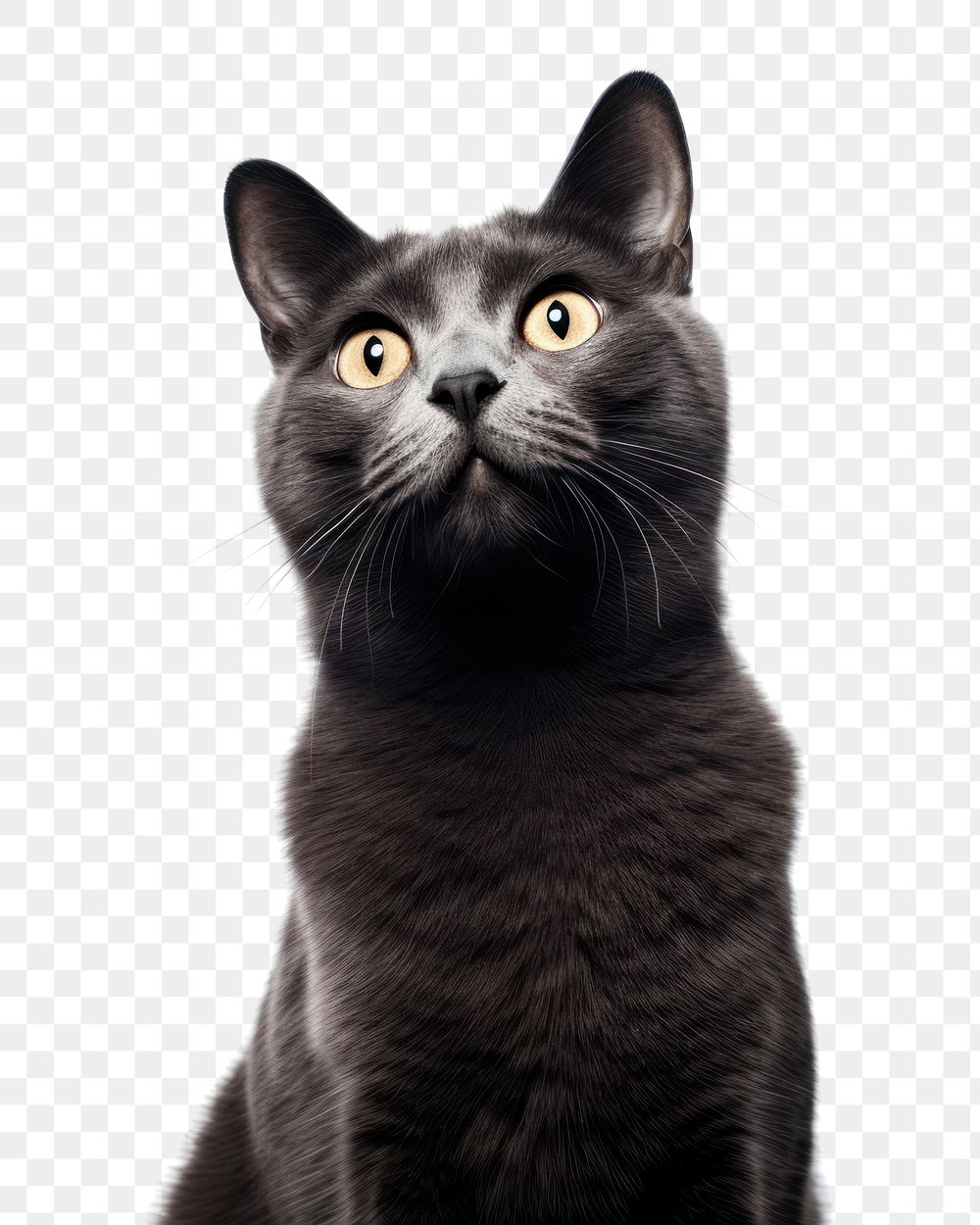 PNG Mammal animal pet cat. 
