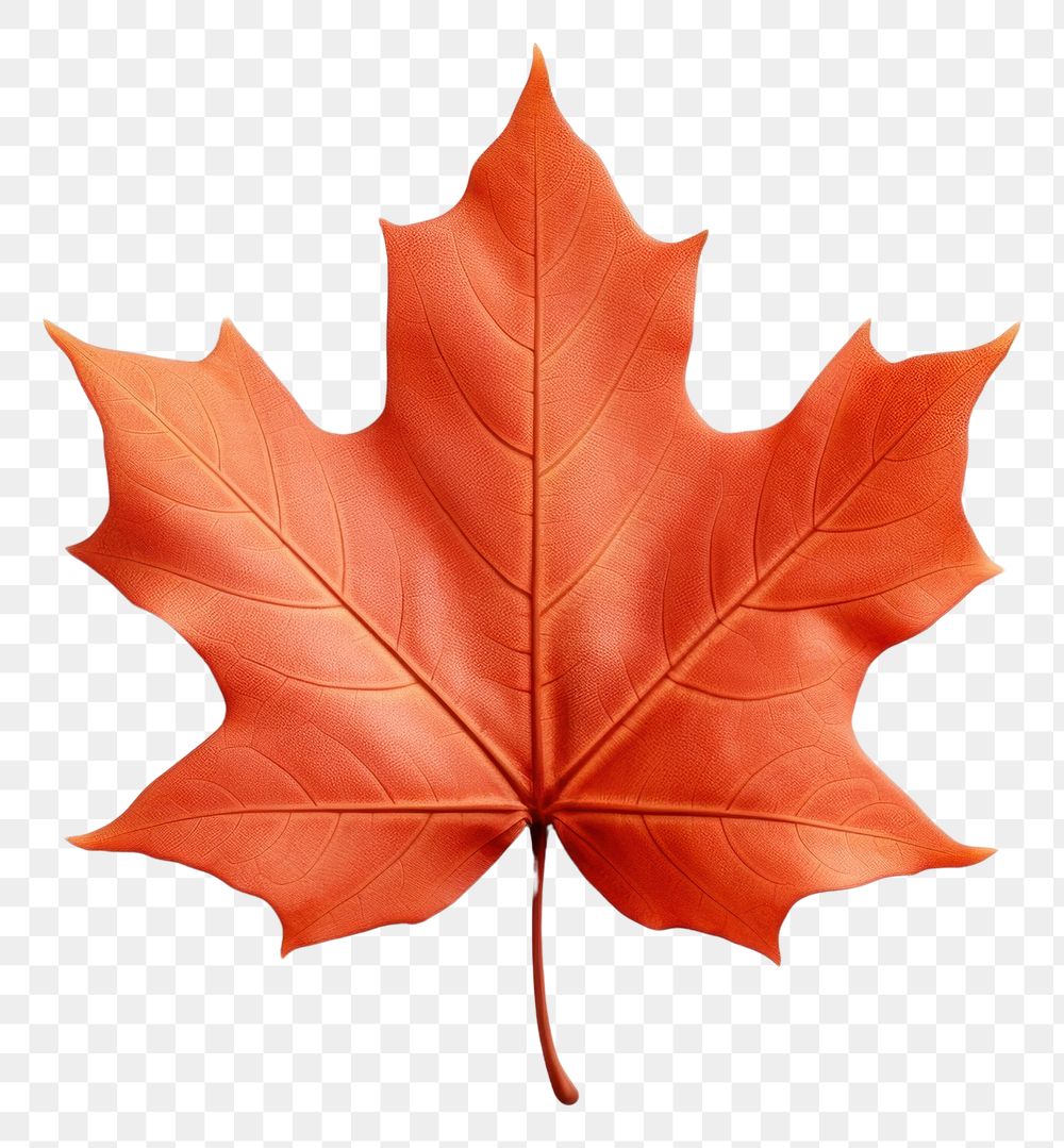 PNG Autumn leaf autumn maple plant. AI generated Image by rawpixel.