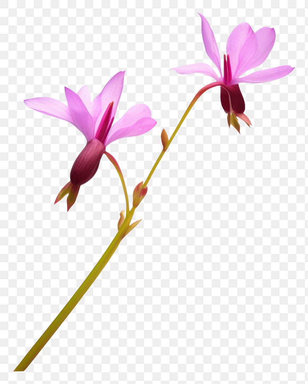 PNG Flower blossom orchid petal. 