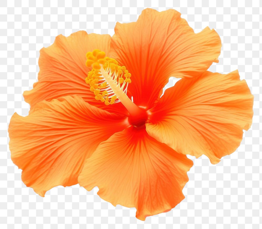 PNG Hibiscus flower hibiscus petal plant. AI generated Image by rawpixel.