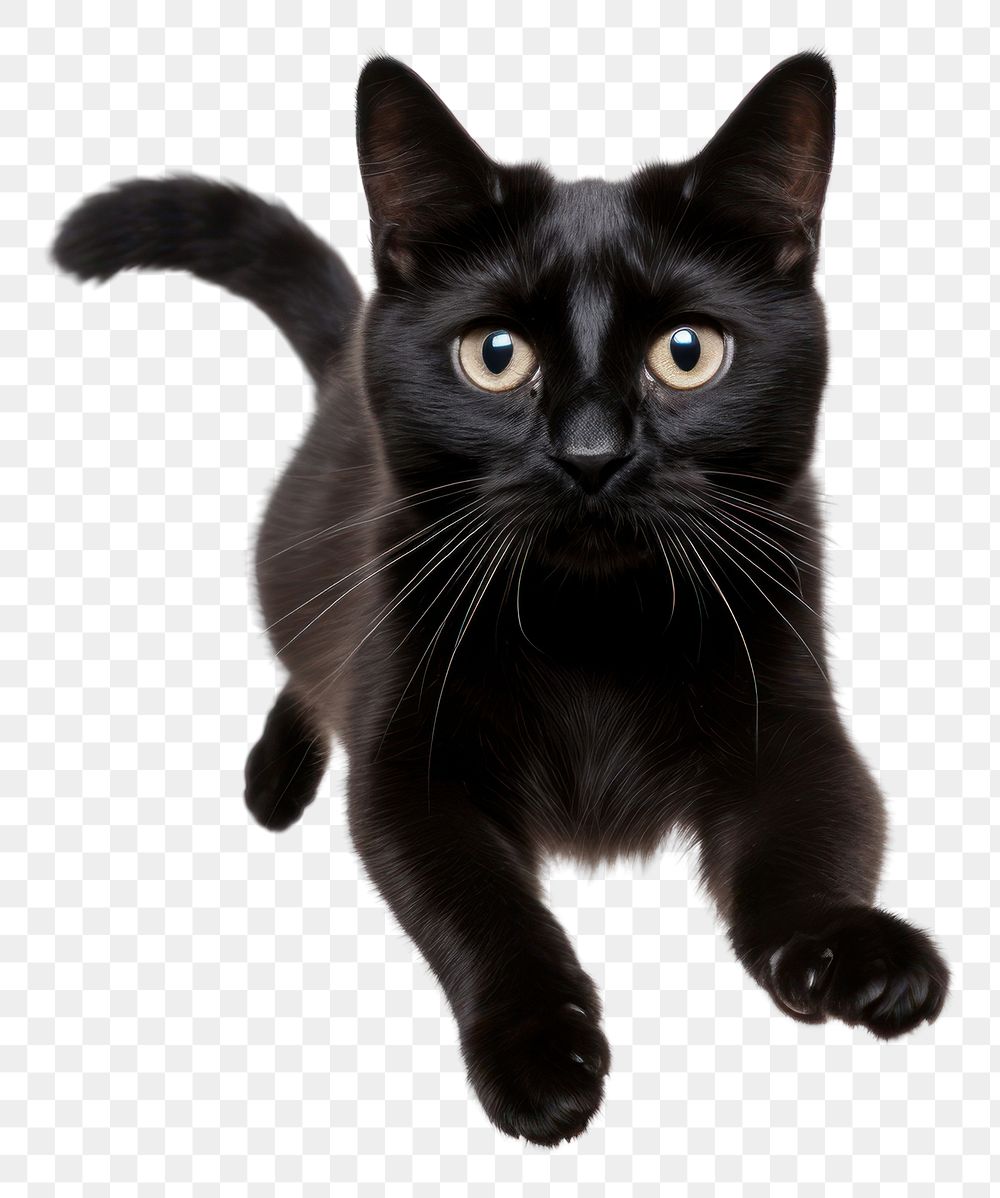 PNG Black Cat flying pet mammal animal. AI generated Image by rawpixel.