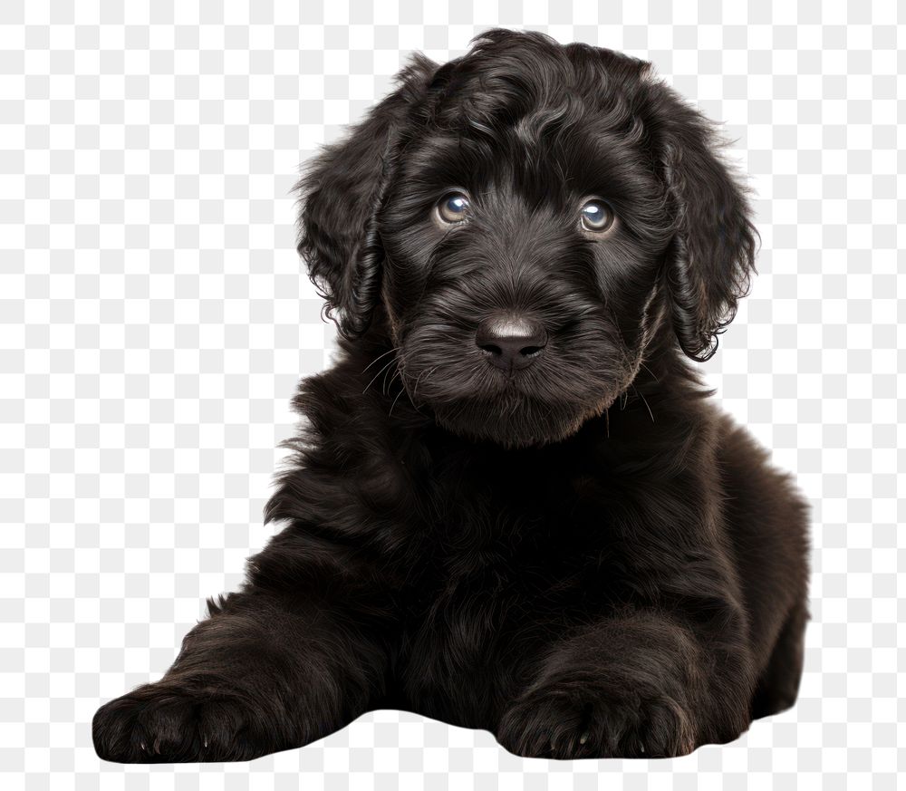 PNG Black Russian Terrier puppy animal mammal black. AI generated Image by rawpixel.