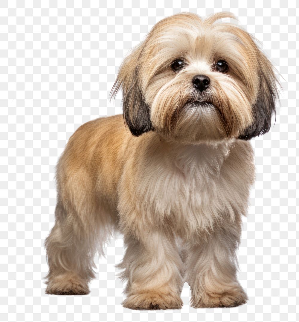 PNG Lhasa Apso puppy mammal animal dog. AI generated Image by rawpixel.