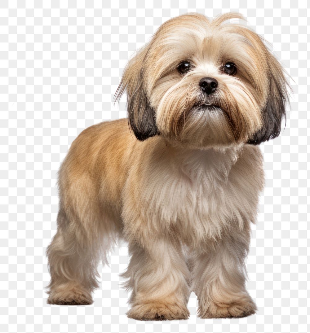 PNG Lhasa Apso puppy mammal animal dog. 