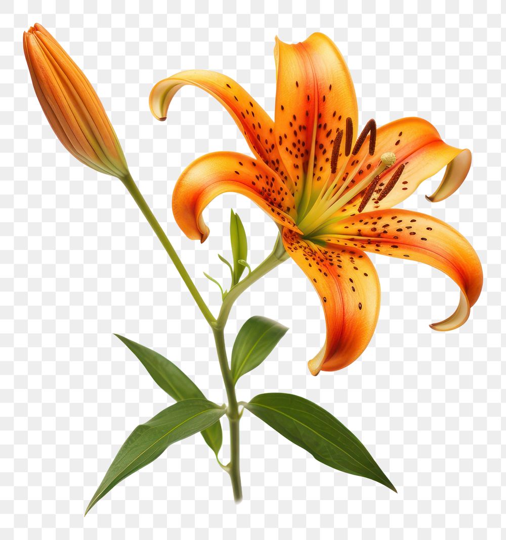 PNG Lily flower plant  