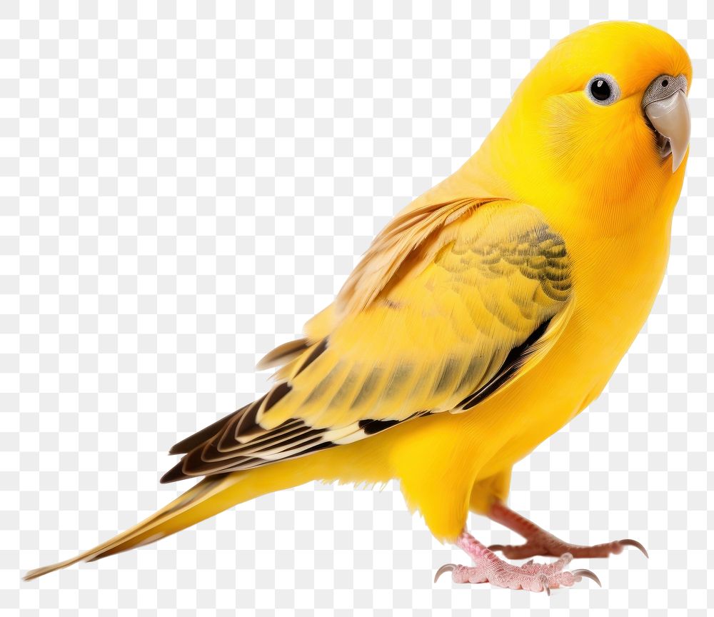 PNG Parakeet animal parrot yellow. 