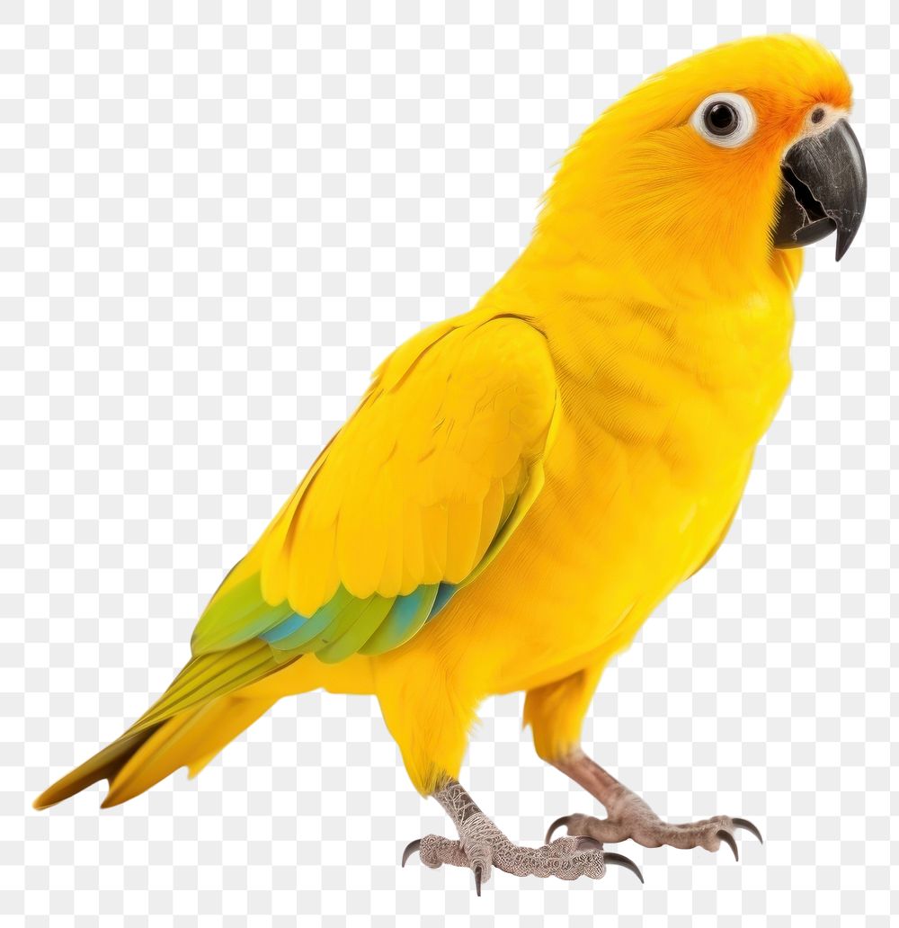 PNG Yellow parrot animal bird white background. AI generated Image by rawpixel.