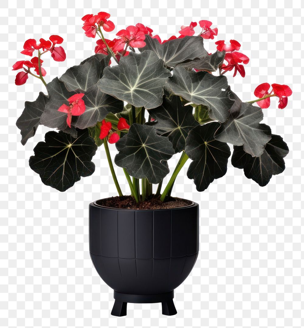 PNG Begonia masoniana plant vase houseplant. AI generated Image by rawpixel.