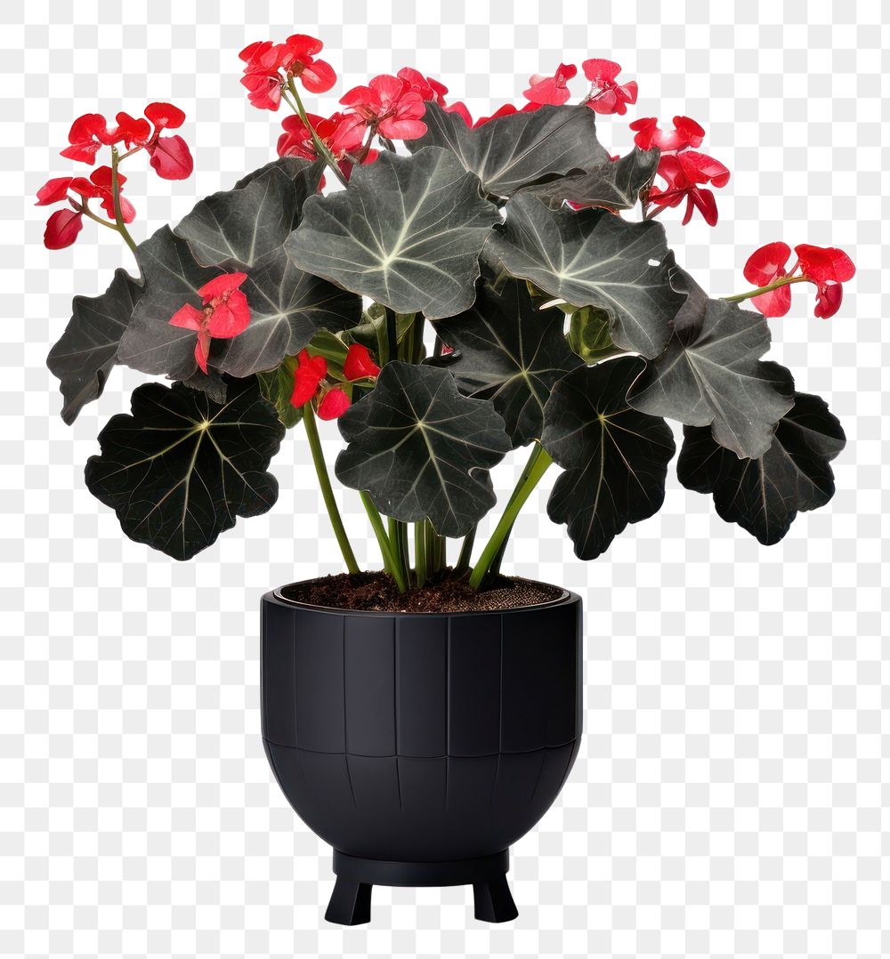 PNG Begonia masoniana plant vase houseplant. 