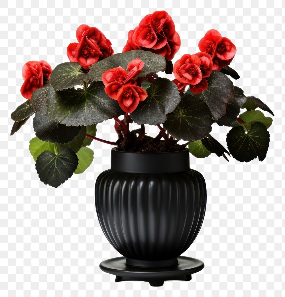 PNG  Begonia masoniana plant vase houseplant. AI generated Image by rawpixel.