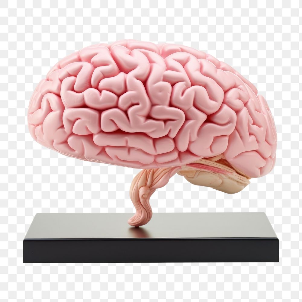 PNG Human brain white background figurine outdoors.
