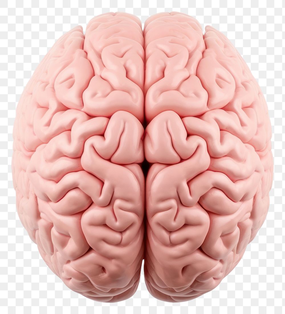 PNG Human brain white background tomography medical