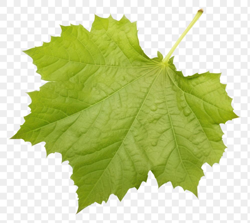PNG  Grape leaf maple plant tree. AI generated Image by rawpixel.