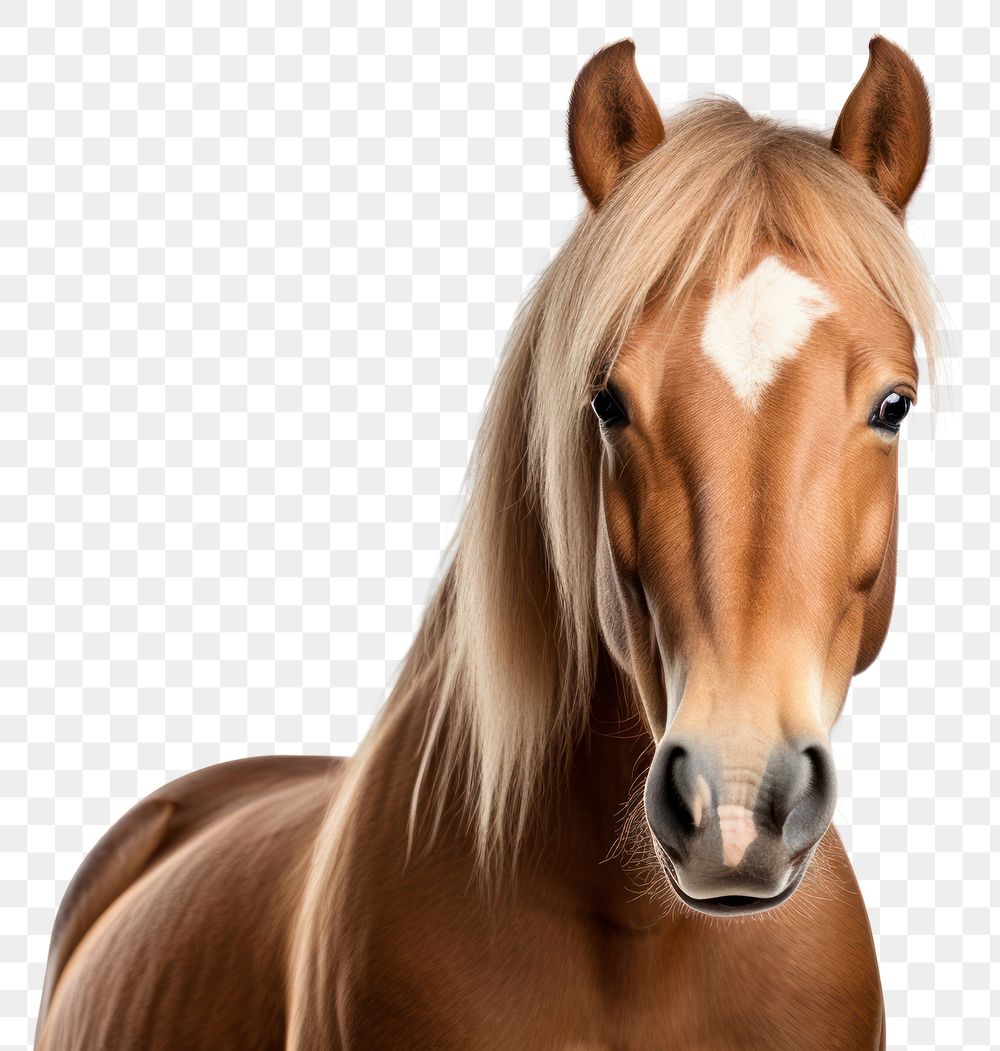 PNG Horse animal mammal  