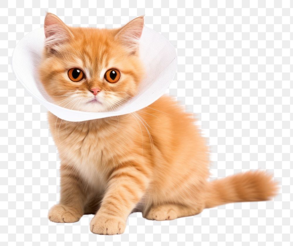 PNG Cat wearing collar cone animal mammal kitten. 