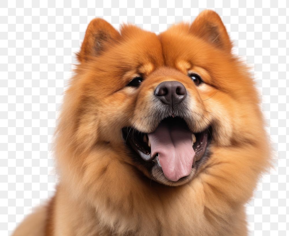 PNG Chow chow dog animal mammal pet. 