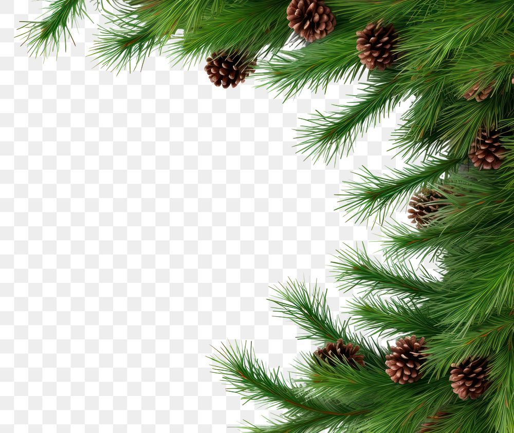 PNG Coniferous branch backgrounds plant tree. AI generated Image by rawpixel.