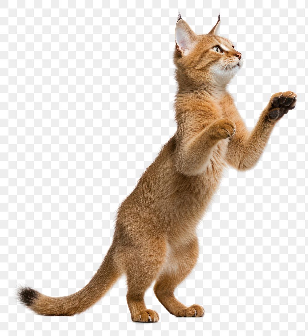 PNG Mammal animal pet cat. AI generated Image by rawpixel.