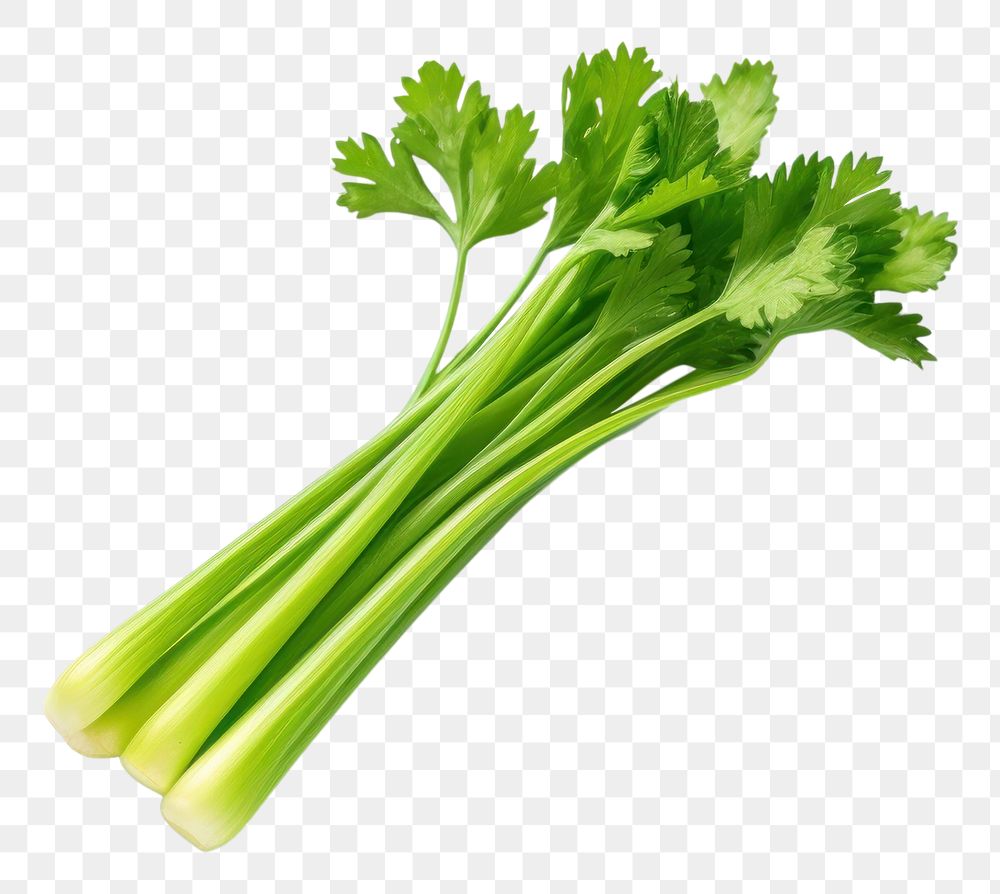 PNG Celery parsley plant herbs. AI generated Image by rawpixel.