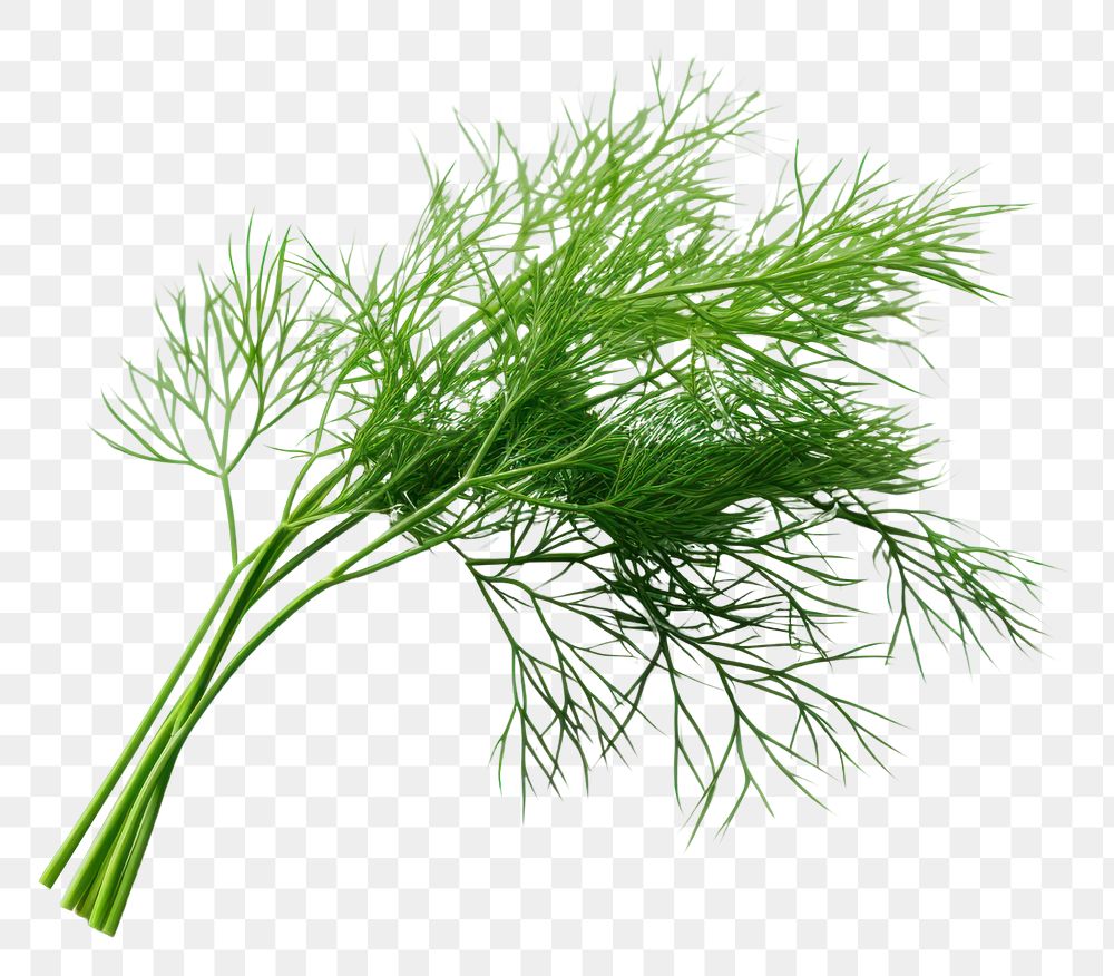 PNG Dill plant food white background