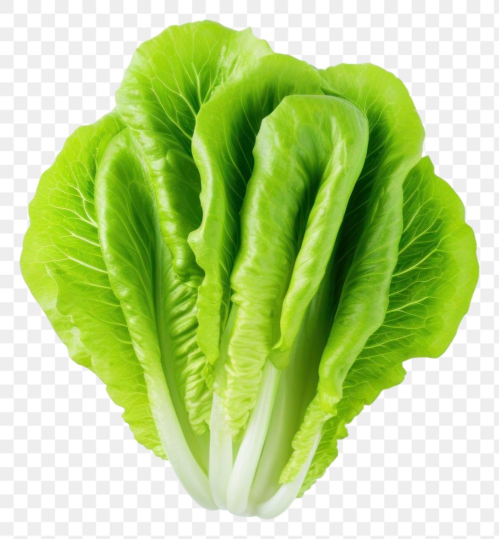 PNG Lettuce vegetable plant food. 