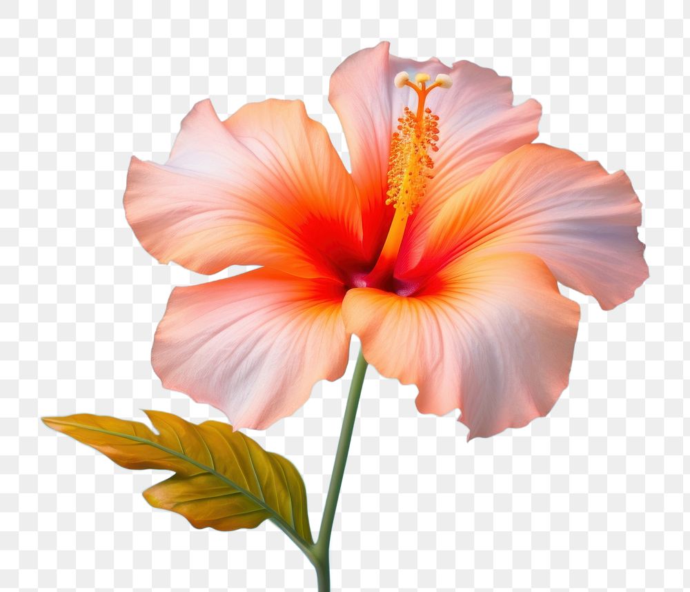 PNG Tropical flower hibiscus blossom petal. AI generated Image by rawpixel.