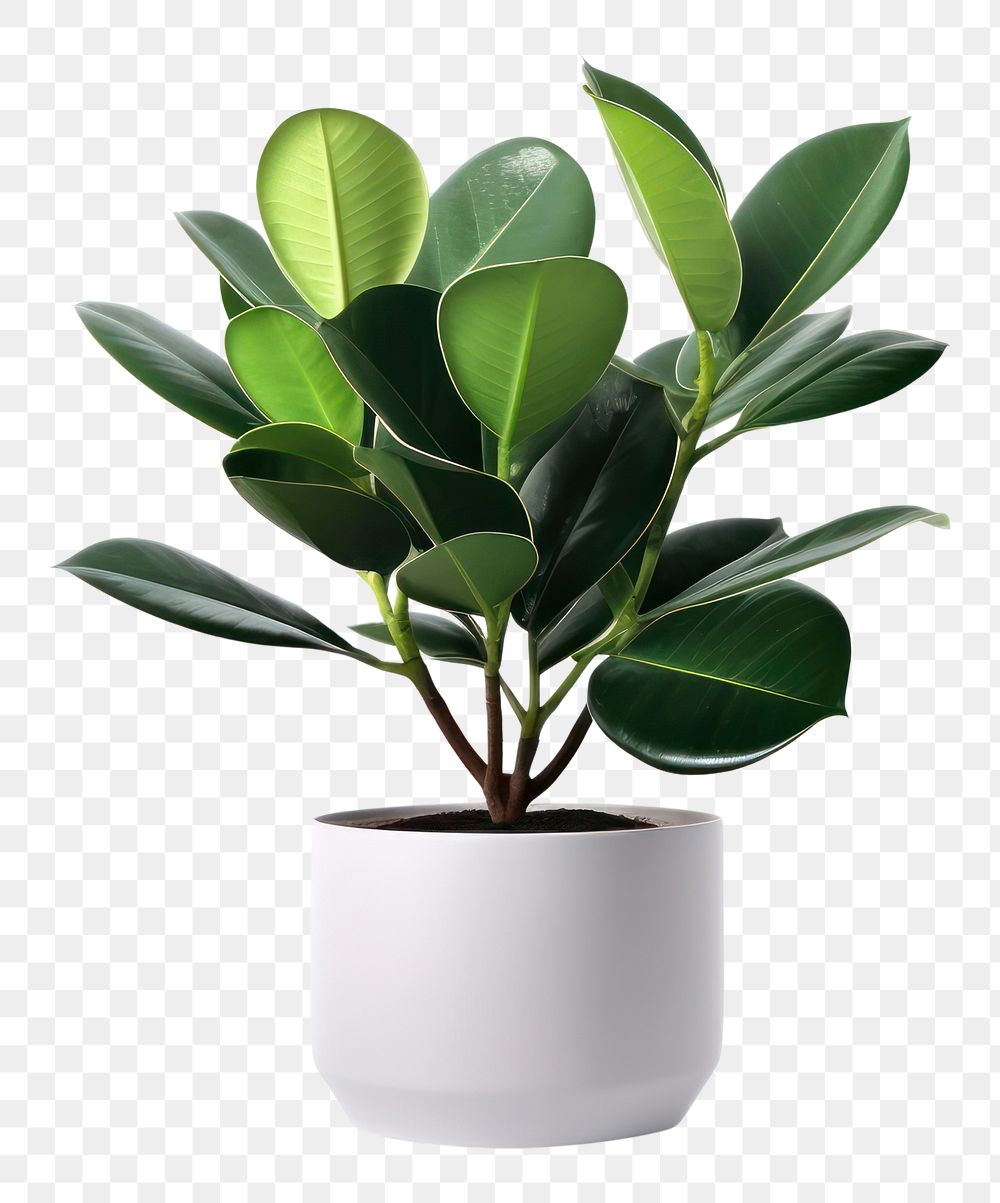 PNG Rubber plant leaf white background houseplant. AI generated Image by rawpixel.