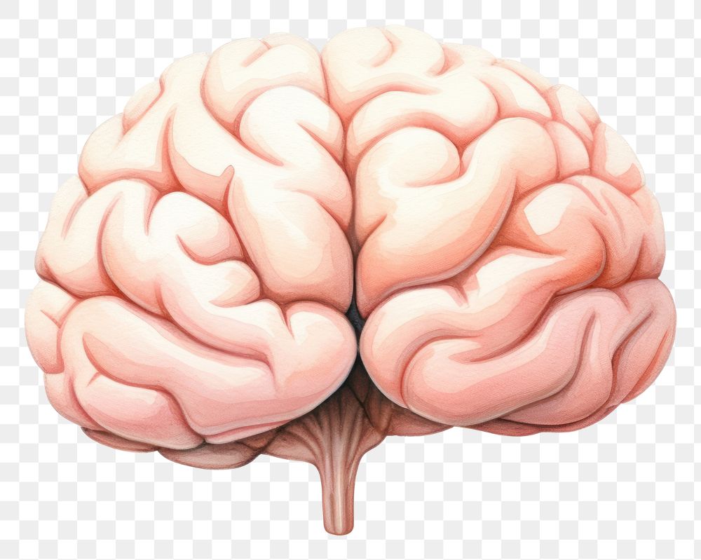 PNG Brain white background medical science. 