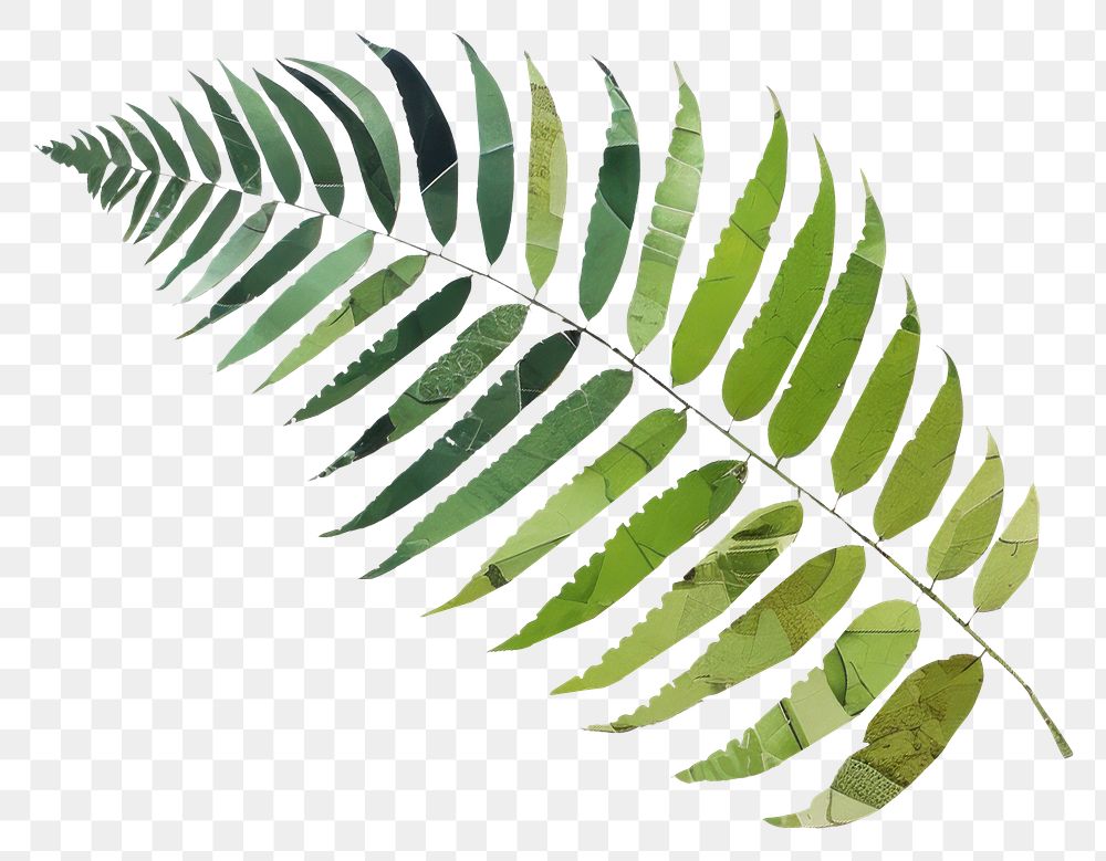 PNG Leaf fern plant nature. 